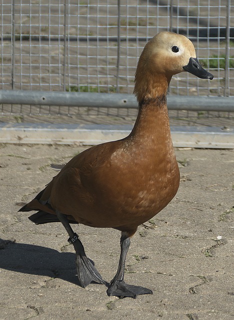 约这