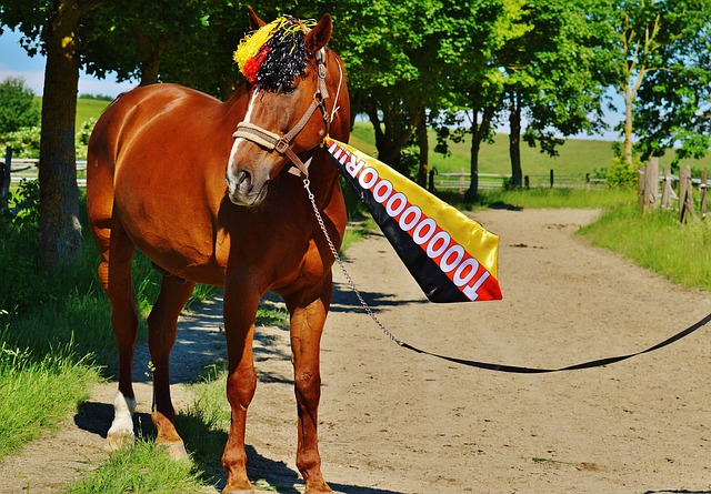 三高阵容 三高阵容