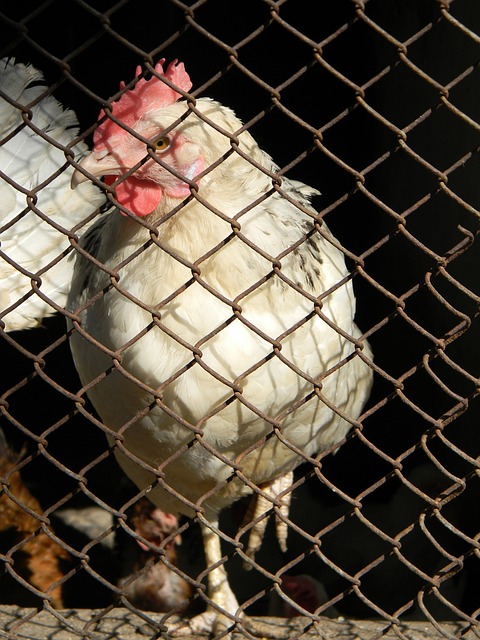 传控足球只 传控足球只